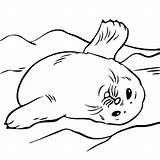 Coloring Foca Barriga Robbe Cima Ausmalbild Seals Robben Malvorlagen Seehunde Tudodesenhos Ausdrucken Kostenlos Coloringbay Harp Bestcoloringpagesforkids sketch template