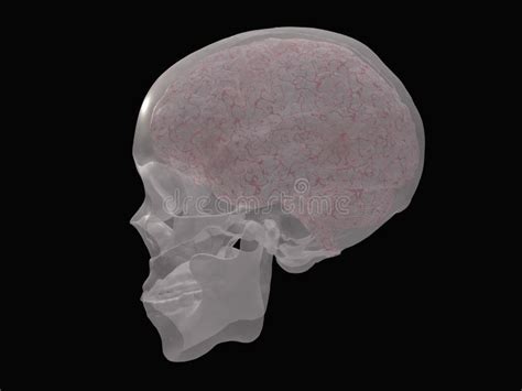 hersenen en schedel stock illustratie illustration  anatomisch