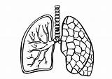 Outline Clipart Lungs Lung Cliparts Library sketch template