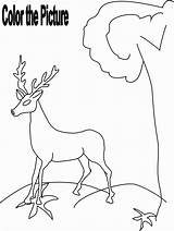 Deer Coloring Drinking Water Kids Drawing Animals Getdrawings Grass Worksheets Color Animal Herbivorous sketch template