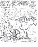 Horses Coloring Pages Adult Depending Obtain Effects Various Card Use sketch template