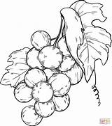 Coloring Grapes Pages Bunch Printable sketch template