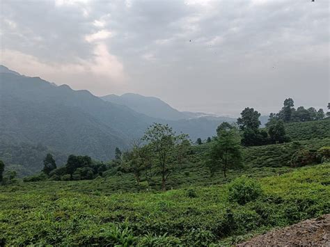 taj chia kutir resort spa darjeeling makai bari tea garden india