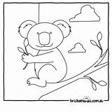 Coloring Australien Brisbane Brisbanekids Koala Ausmalbild Kostenlos Malvorlagen sketch template