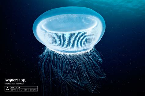 aequorea sp hydrozoan jellyfish aequorea sp   sea flickr