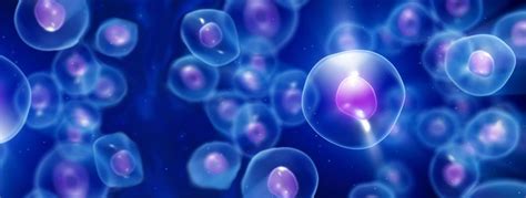 cell therapy dynamic stem cell therapy