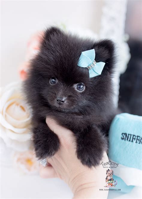 black pomeranian puppies teacup puppies and boutique