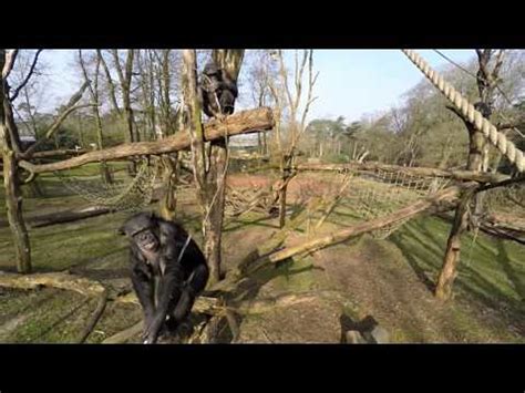 annoyed chimp knock  drone    air  recording video