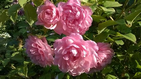 pink gruss  aachen irene watts rogue valley roses