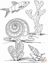 Snail Colorare Alghe Mollusc Mollusks Mare Marino Lumaca Mollusco sketch template