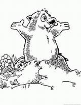 Woodchuck Groundhog Coloring sketch template