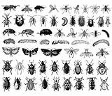 Insectos Insectes Insetti Colorare Disegni Insecten Adulti Justcolor Difficile Coloriages Silhouettes Planche Vectorinzameling Grote Insecte Papillons Chacun Peut Eux Colorié sketch template