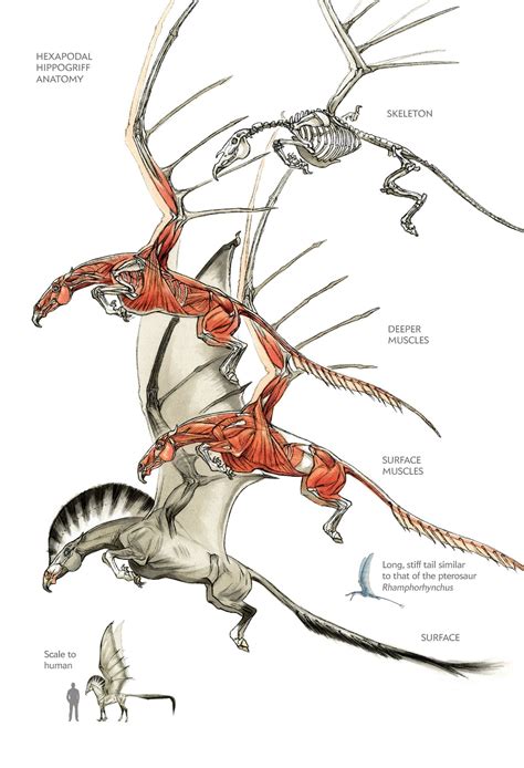 hippogriff fly   flights  fancy scientific