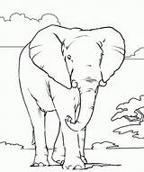Coloring Pages Elephant African Printable Animals Animal Color Kids Outline Colouring Realistic Books Online Colour Print Head Drawings Draw Adults sketch template