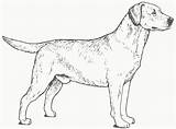 Retriever Labrador Coloring Sketch Albanysinsanity Retrievers Colin Bookman Labradors sketch template