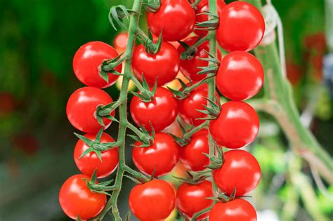 red cherry   vine tomatoes nature fresh farms