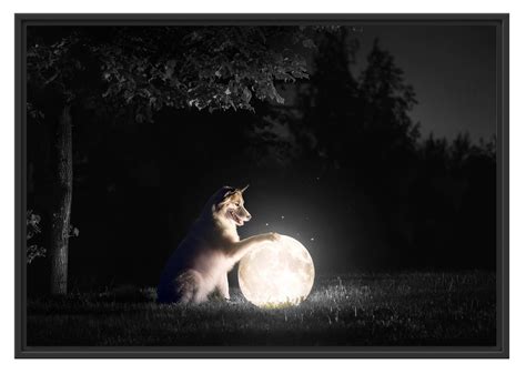 hund mit leuchtendem mond bei nacht bw detail im schwebe effekt bild