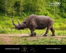 nihewan woolly rhinoceros