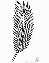 Palm Coloring Leaf Tree Branch Clipart Template Kids Library Drawing Line Getdrawings Popular sketch template