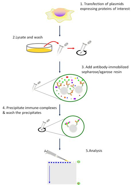 immunoprecipitation diagram