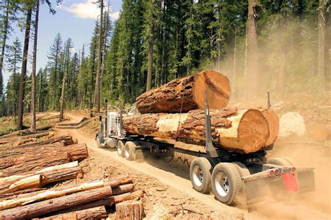 timber harvesting