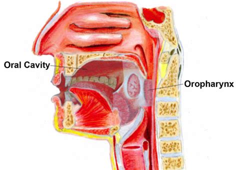 Musc Ent E Update Oral Cavity And Oropharyngeal Cancer A New Staging