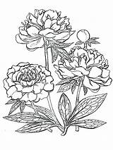 Peony Coloring Pages Getcolorings Flowers Color sketch template