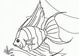 Fish Coloring Angel Pages Drawing Realistic Tropical Printable Angelfish Kids Luau Drawings Colouring Sheet Line Clipart Arte Printables Draw Color sketch template