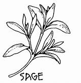 Plant Salvia Tomillo Outline Rituelen Pijp Rosemary sketch template