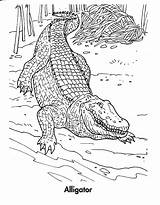Crocodile Coloring Pages Kids Printable Alligator Bestcoloringpagesforkids Crocodiles Animal Drawing Print Sheets Coloringme Follow sketch template