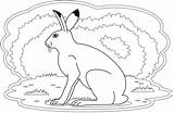 Coloring Hare Supercoloring Categories sketch template