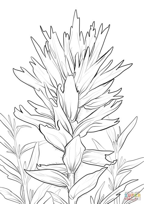 indian paintbrush coloring page   goodimgco