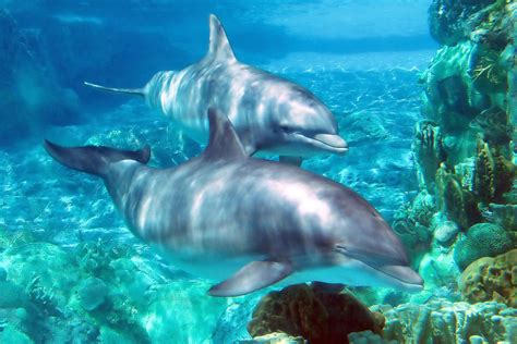 der delfin  faszinieren fakten ueber delfine