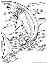Coloring Shark Pages Printable Sharks Comments sketch template