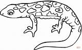 Salamander Coloring Drawing Pages Color Template Sketch sketch template