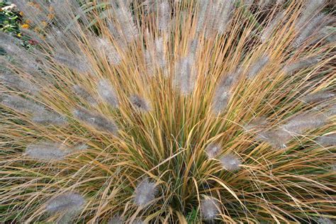 picture  ornamental grasses ellis hollow