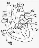 Getdrawings Kindpng Body Organ Hearts Hiclipart Pngkit Gurus sketch template