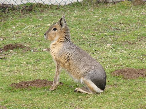 zoo patagonian cavy