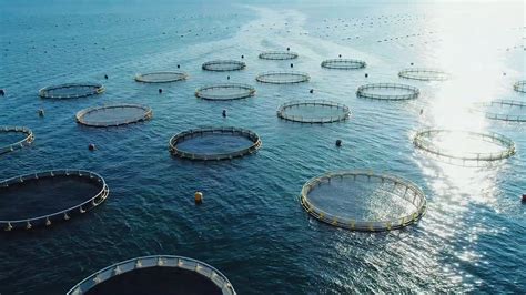 fish farms  mediterranean paradise blamed  pollution