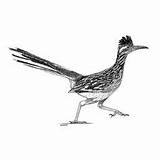 Roadrunner Drawings Desert Bird Runner Road Choose Stencils Animals Board Pages American sketch template