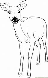 Coloring Deer Formosan Sika Designlooter Antlers sketch template