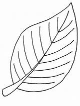 Leaf Beech Drawing Getdrawings sketch template