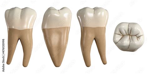 illustrazione stock permanent   molar tooth  illustration