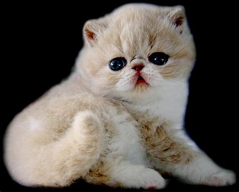 exotic shorthair cats fun animals wiki  pictures stories