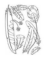 Feather Asu Askabiologist Biologist sketch template