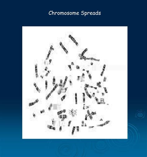 ppt chromosomes powerpoint presentation free download id 838339
