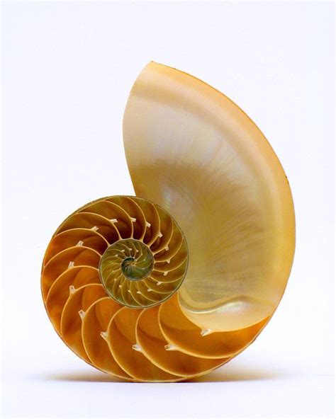 fibonacci sequence  nature nautilus shell geometry  nature sacred geometry fibonacci