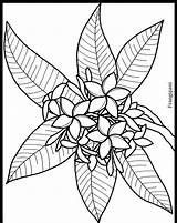 Frangipani Coloring Flower Pages Tropical Plumeria Drawing Colouring Flowers Rainforest Exotic Drawings Line Printable Sheets Stained Glass Cliparts Tree Color sketch template