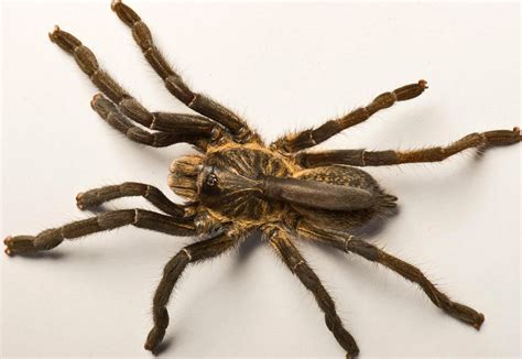 newly discovered african tarantula   rude  horn