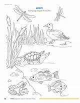 Pond Coloring Life Printable Habitat Pdf Template Drawings Fisheries Ftp sketch template